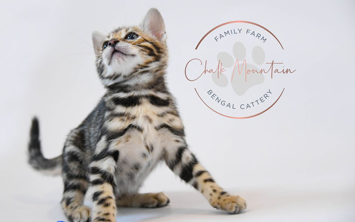 Bengal kitten for sale